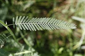 Image result for Aeschynomene sp. A