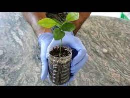 Any suggestions to give it another growth spurt? How To Grow A Lemon Tree From Seed 2nd Update 4 Months Youtube