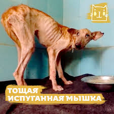 Тощая и испуганная молодые мышка watch online