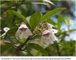 Maybe you would like to learn more about one of these? Comparing Essential Oils From Australia S Victorian Christmas Bush Prostanthera Lasianthos Labill Lamiaceae To Closely Allied New Species Phenotypic Plasticity And Taxonomic Variability Sciencedirect