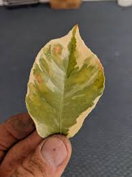 Here are the best ways to treat a lemon tree with yellow leaves. Pin On Gardening