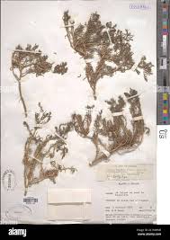 Image result for Suaeda monoica