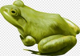 Cara menggambar dan mewarnai kodok youtube. Katak Pohon Menggambar Kodok Katak Makanan Hewan Png Pngegg