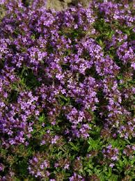 ●══════◄ೋღ thymian ღೋ►══════● thymus x cherlerioides (immergrün) stark duftende sorte 'duftkissen'.,☀️ harz stauden teppich thymian | immergrün silber duftkissen in. Thymus Praecox Purpurteppich Polster Teppich Purpurteppich