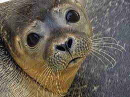 The vancouver aquarium at stanley park is one of vancouver's top attractions with all its fish, sea otters, sea lions, 4d theatre and various exhibits. Tell The Vancouver Aquarium To Operate Solely As A Rescue And Rehab Facility Peta