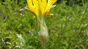 Image result for Pseudopodospermum hispanicum