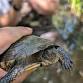 Conservation Conversation: A Special Home For A Special Turtle!