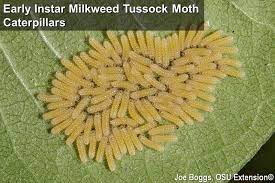 Maybe you would like to learn more about one of these? I Speak For The Milkweed Tussock Moth Bygl