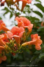 Trumpet Flower Campsis Radicans A Profusely Flowering And Agressive Native Vine Morning Glory Flowers Indoor Flowering Plants Orange Plant
