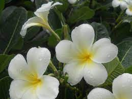 Plumeria Obtusa Singapore Graveyard Flower Great Frangipanni Plant Characteristics And More Photos At Http Worldofflowering Flowers Plumeria Flower Lei