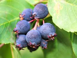 Image result for indiánská borůvka obrázek