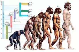 In The Famous Evolution Of Man Image How Many Generations