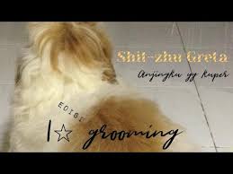 Menemukan kutu pada hewan peliharaan seperti anjing memang tidak menyenangkan. Cara Merawat Bulu Anjing Dengan Cuka Apel Kaskus