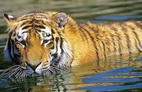 Amur Tiger Survival Looks Bleak Siberian Tiger Tiger Tiger Species