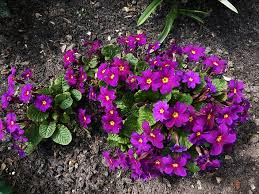 Die primeln (primula) sind eine pflanzengattung aus der familie der primelgewächse (primulaceae). Primeln Eine Grosse Familie Nachgeharkt