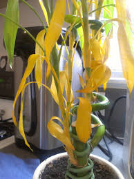 Or, opt for more vibrancy and color with one of our flowering house plants. 4 Signs Your Bamboo Plant Is Unwell The Bamboo Bazaar