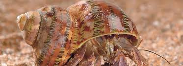 Hermit Crab Care Sheet Supplies Petsmart