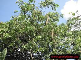 This product is currently out of stock and unavailable. Ice Cream Bean How To Grow Care