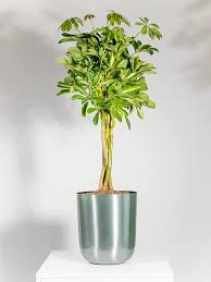Image result for Schefflera