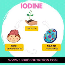Some foods that are high in iodine include seafood and kelp, meats and eggs. How To Get Enough Iodine On A Dairy Free Diet Bahee Van De Bor