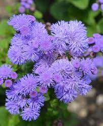 Hawaii Blue Floss Flower Ageratum Houstonianum Blue Floss Flower Shutterstock Com New York Ny Flower Garden Design Winter Flowers Flower Garden