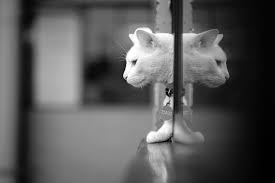 Photo By German Ruiz X Pro2 Xf56mmf1 2 R F1 2 1 500sec Iso200 Germanruizphoto Fujifilm Xseries X Photo Contest Reflection Photos Bw Photography