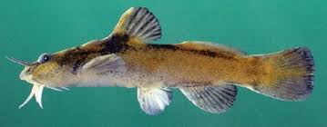 Image result for Platostoma montanum