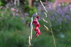 Image result for Dierama cupuliflorum