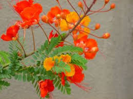 Pin On Xeriscape Yard