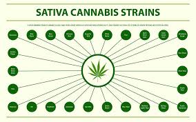 The group was formed in 1995 by mike truman, chris healings, and lee mullin. 10 Most Popular Sativa Strains Of All Time Allbud