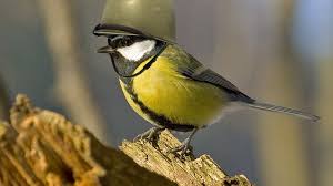 Belangrijk is dat de locatie waar nestkasten worden geplaatst goed uitgezocht moet zijn. Provincie Utrecht Na Een Week Ellende Over De Venijnige Eikenprocessierups In Onze Regio Is Het Tijd Om Terug Te Slaan Foto Wikime Vogels Spreeuw Koolmees