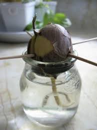 An Avocado Pit Will Grow Into An Avocado Tree Growing An Avocado Tree Grow Avocado Avocado Tree
