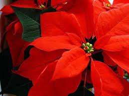 Are Poinsettias Harmful To Dogs And Cats Poinsettia And Cats Poinsettia Christmas Poinsettia