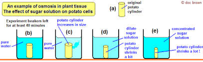 This diffusion of water is called osmosis. Ficks S Law Of Diffusion Osmosis Active Transport Examples In Animal And Plant Cells Isotonic Solution Potato Experiment Osmotic Pressure Igcse O Level Gcse Biology Revision Notes Examinations
