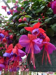 Luscious lantana are fantastic sun, heat and drought tolerant flowers for large containers and landscapes. These 17 Colorful Plants Are The Perfect Solution For Shady Spots In Your Yard Shade Flowers Shade Plants Plants