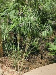 Image result for Cordyline stricta