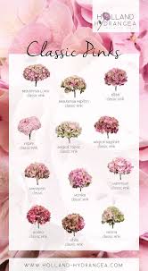 Il nome che scegliamo per nostro figlio ci lega a lui per. Fiori Fucsia Nomi