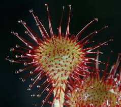Image result for Drosera burkeana