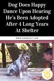 Dog Does Happy Dance Upon Hearing He S Been Adopted After 4 Long Years At Shelter Dogs Doglovers Puppy Puppies Dogs Happy Dance Animal Stories
