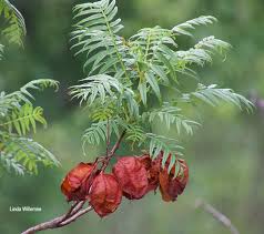 Image result for Erythrophysa