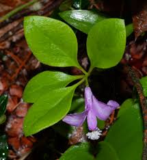 Image result for Polygala filicaulis