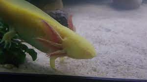 This gene, extracted from jellyfish, is useful in the medical industry. Gold Albino Gfp Axolotl Ultra Fast Forward Youtube