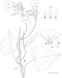 Image result for Heteromorpha involucrata