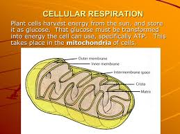 Cellular respiration is a set of metabolic reactions and processes that take place in the cells of organisms to convert chemical energy from oxygen molecules or nutrients into adenosine triphosphate (atp), and then release waste products. Cellular Respiration Plant Cells Harvest Energy From The Sun And Store It As Glucose That Glucose Must Be Transformed Into Energy The Cell Can Use Specifically Ppt Download