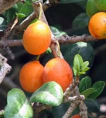 Image result for Garcinia huillensis