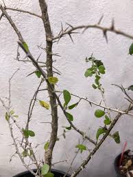 Image result for Commiphora kua