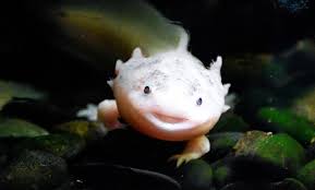 Axolotls are a type of salamander and can be found in a variety of colors, including black, gray, gold, and white. Consider The Axolotl Our Great Hope Of Regeneration Aeon Ideas