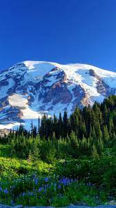 720x1280 Wallpaper Mount Rainier Usa Mountains Snow Trees Grass Flowers Slope Nature Pictures Nature Wallpaper Scenery Photography