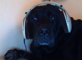 See more ideas about funny, reaction pictures, funny memes. Cool Dog Wearing Headphones Home Facebook