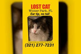 Be sure to comment on the post so that you will get notified when other people comment. Report Lost Or Found Pet In Winter Park Winter Park Lost Pets
